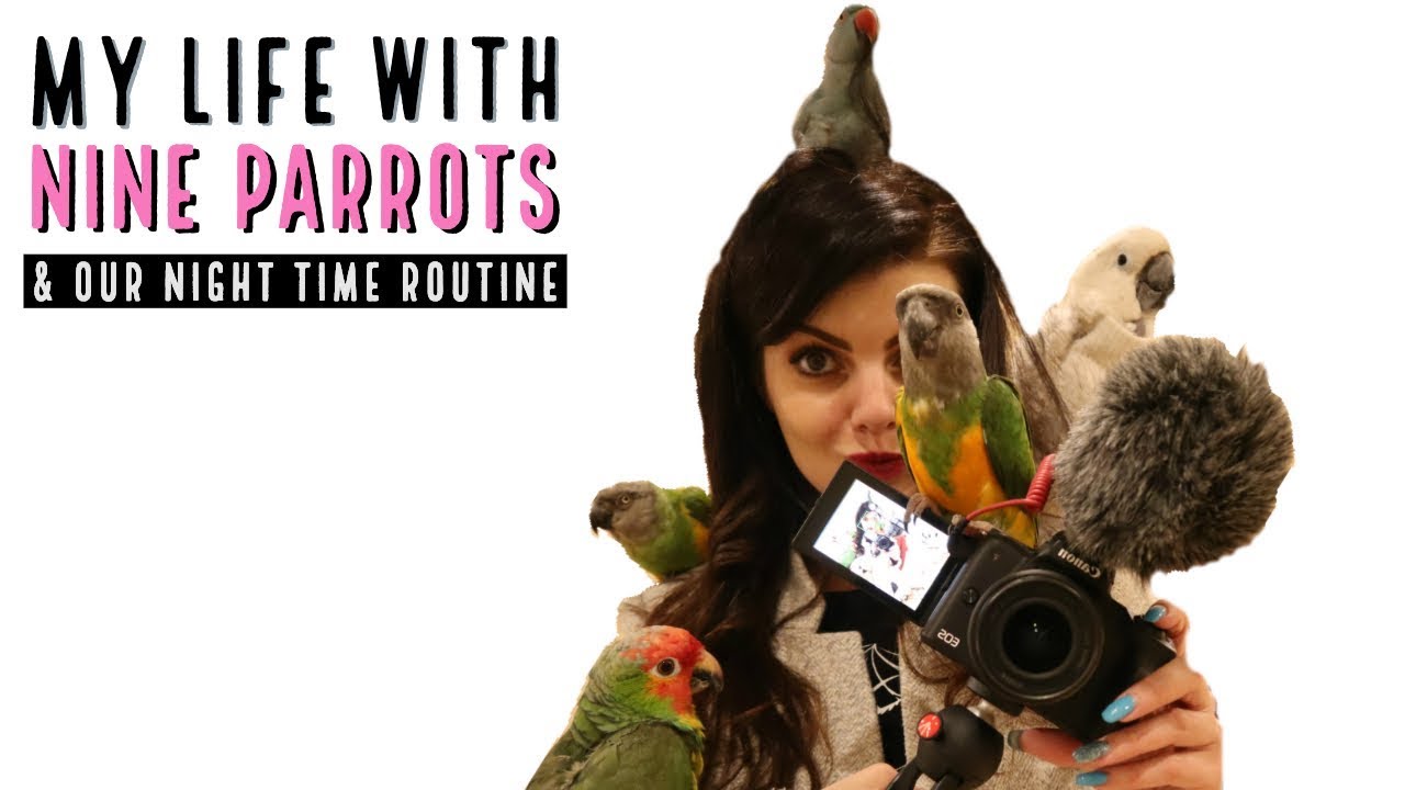 A Day In The Life Of My Parrots