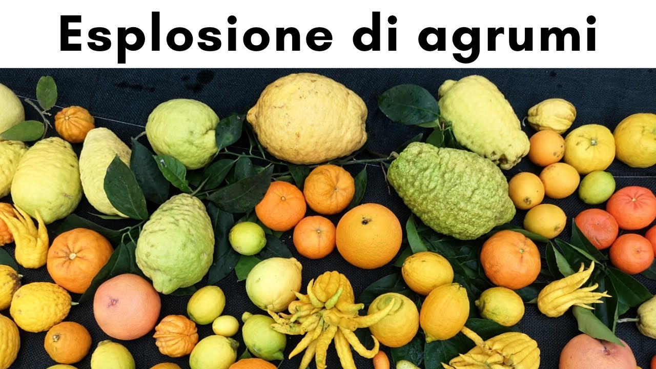 ESPLOSIONE DI AGRUMI - AGRUMI LENZI