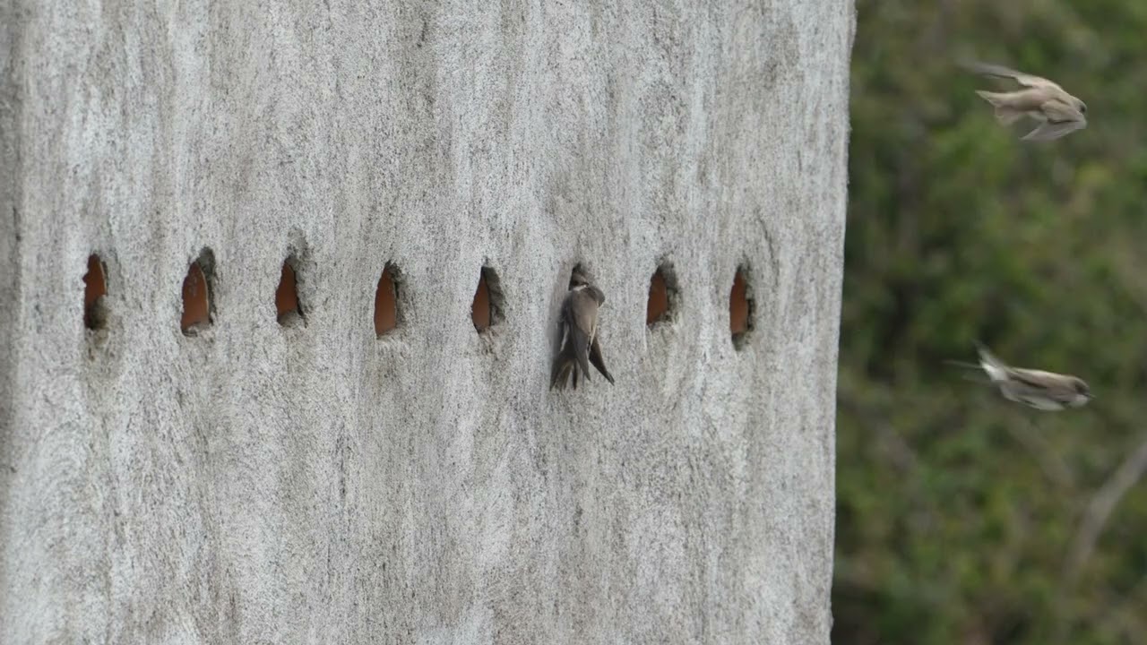 Sand Martins arrive at our nest banks 2 April 2024