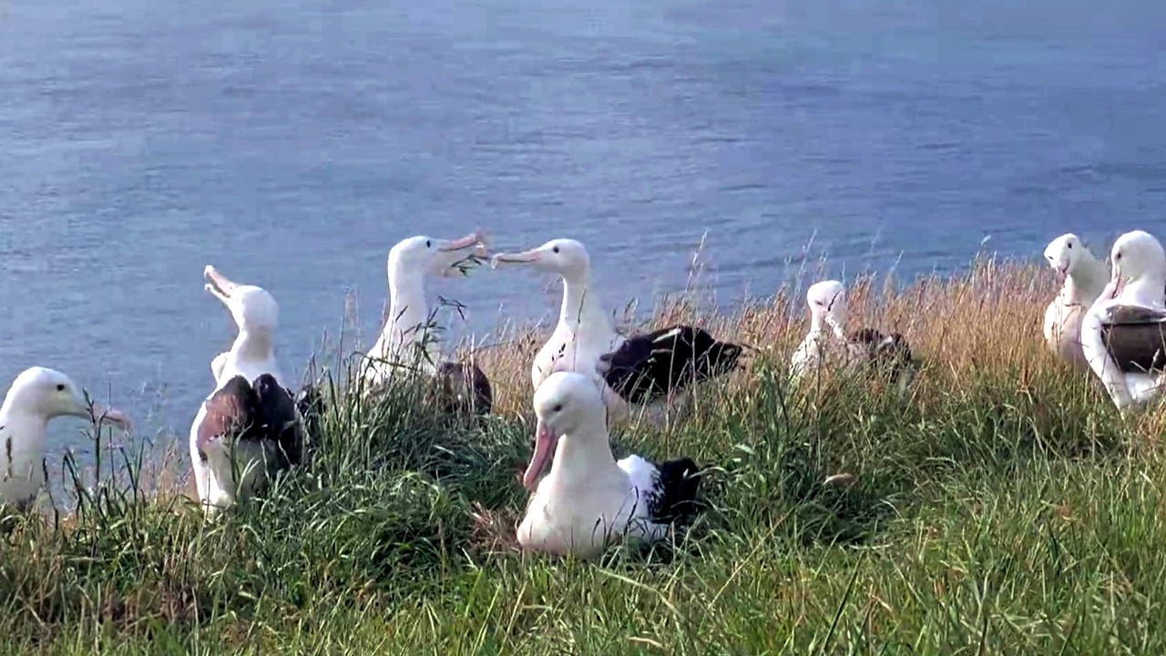 Royal Albatross~😯😍 Hot spot! A big Albie party~6:28 PM 2026/02/13