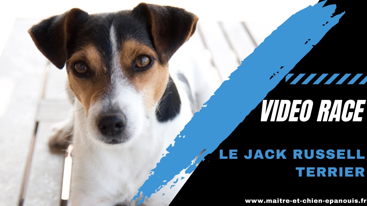 Video Race Jack Russell Terrier : le point complet