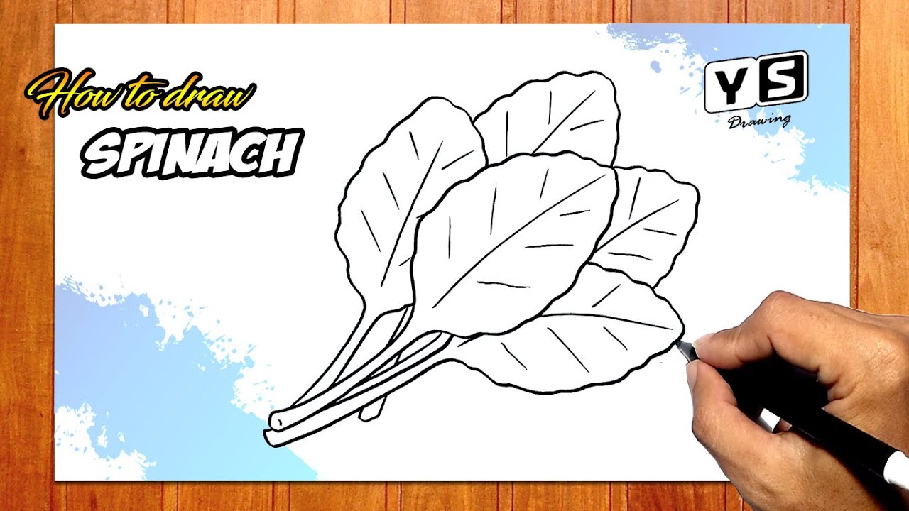 How to draw Spinach