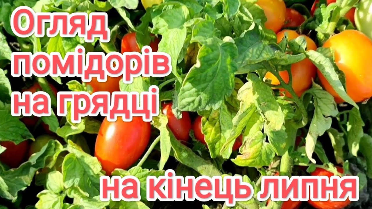 Огляд помідорів на грядці, старі та нові сорти.