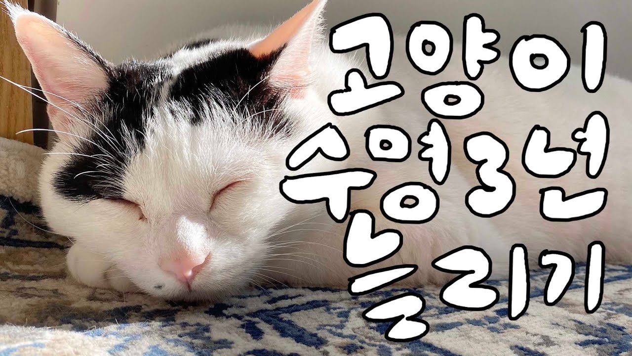 고양이의 시간은 4배 더 빨리간다...노령묘의 모든 것