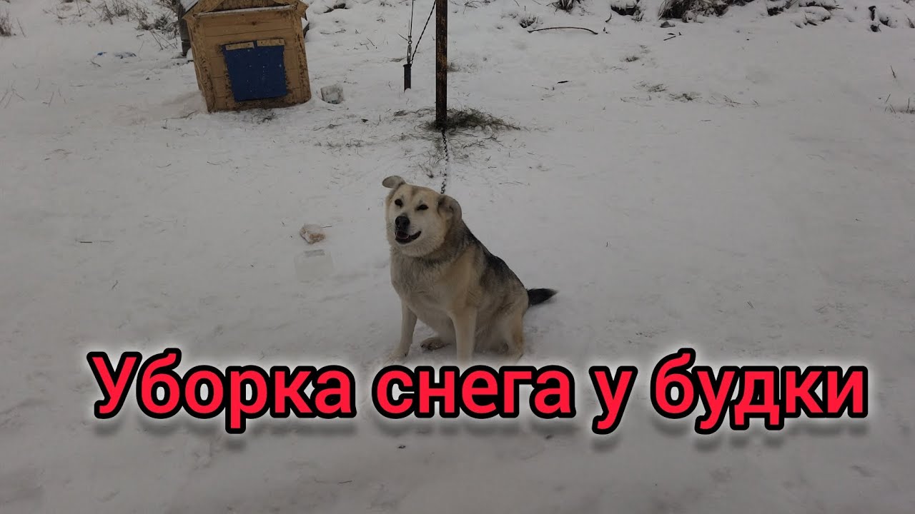уборка снега у собачьей будки #волонтерство #ищудом #собака #животные