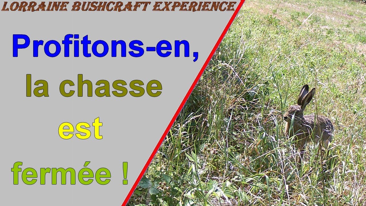 Faune locale