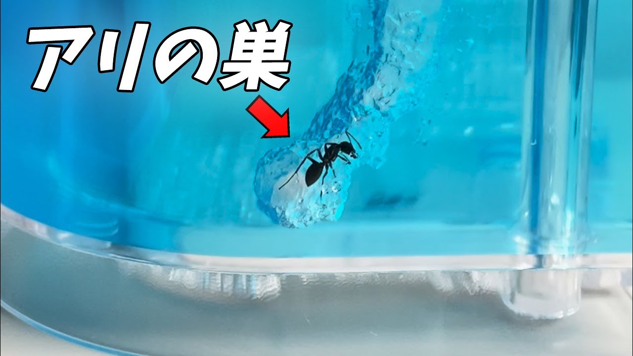 衝撃的なアリの協同作業&hellip;驚きのアリの巣の作り方！
