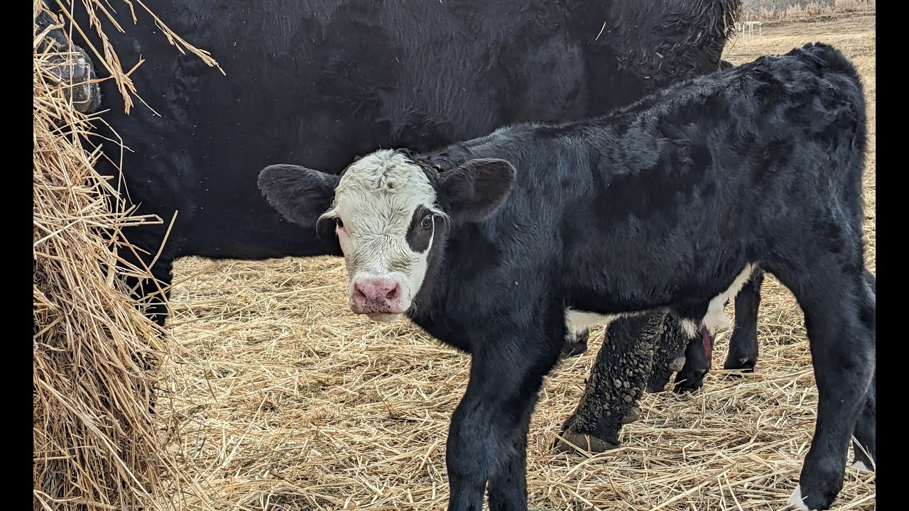 Bulls, Cows, & Calves on Alberta Ranch