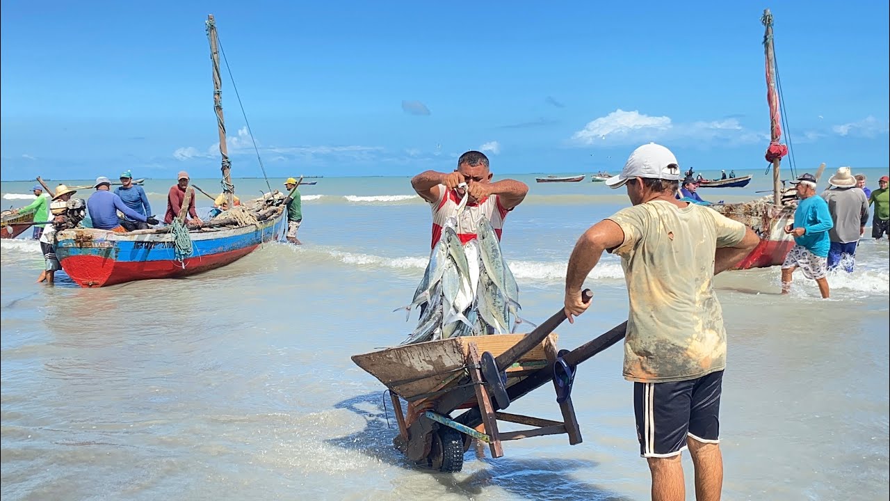 PESCA ARTESANAL! MANHÃ DE MUITA GUARAJUBA NA CHEGADA DAS CANOAS NA PRAIA DE BITUPITÁ-CEARÁ