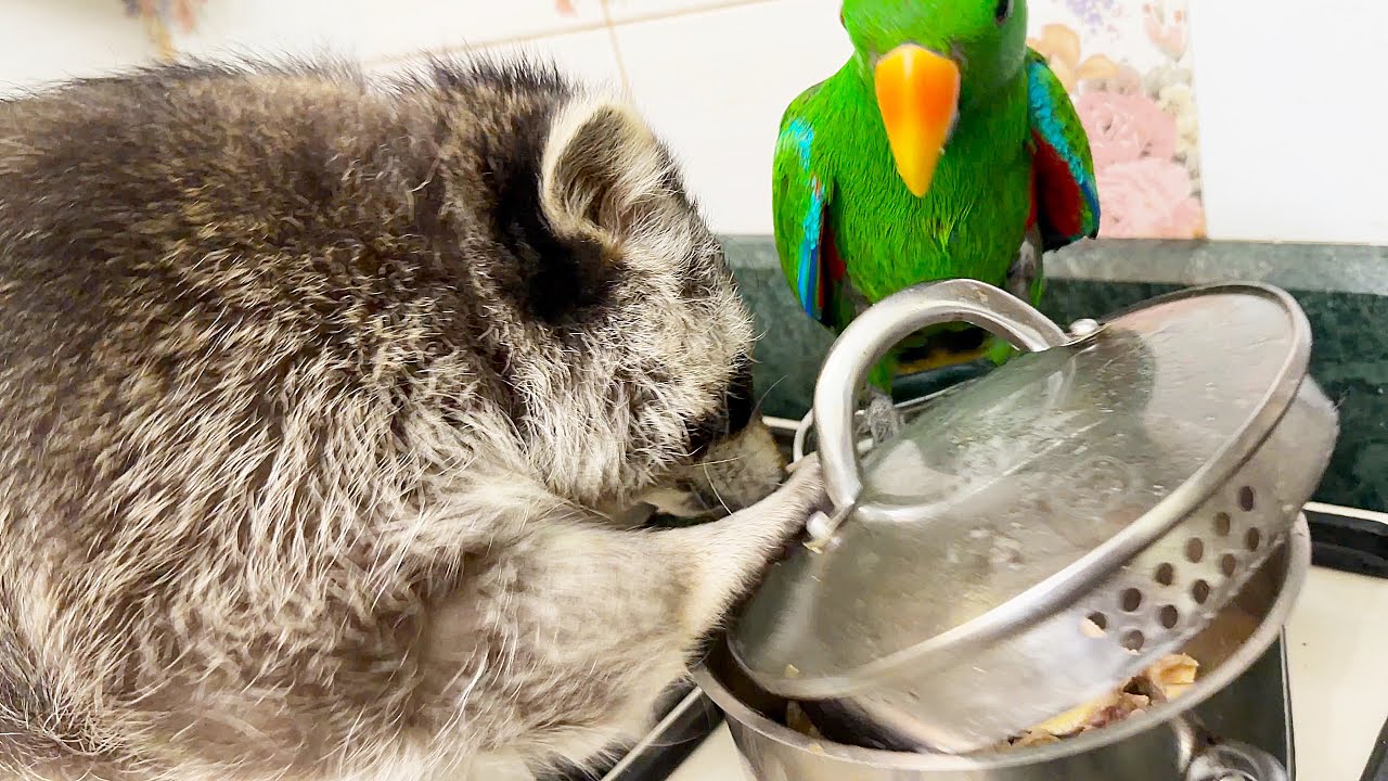 Marcel the raccoon is having a nighttime feeding. У енота Марселя ночной дожор.