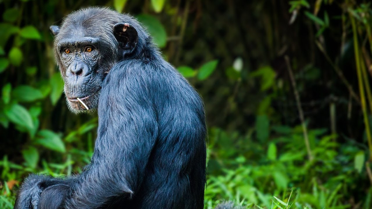 Inside a Monkey: Social Hierarchies Explained