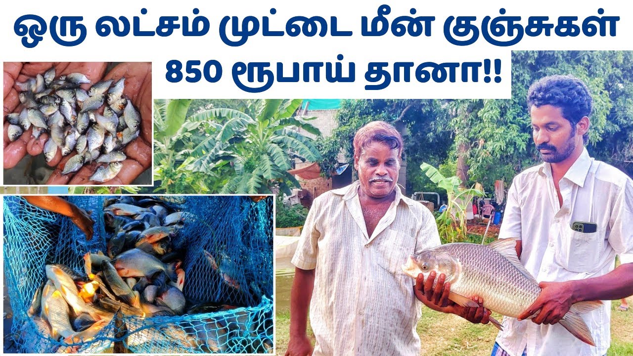 1 லட்சம் மீன் குஞ்சுகள் 850 ரூபாய் | N.M.K ராஜா கெண்டை மீன் குஞ்சு பண்ணை | Low cost fish seeds 🐟.