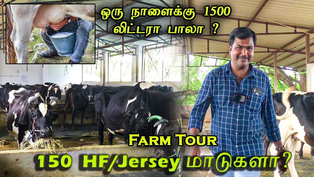 கோவையில் இவ்வளவு பெரிய HF/Jersey மாட்டுப்பண்ணையா? | ஒரு நாளைக்கு 1500 லிட்டர் பால் வெளியே போகுதா?