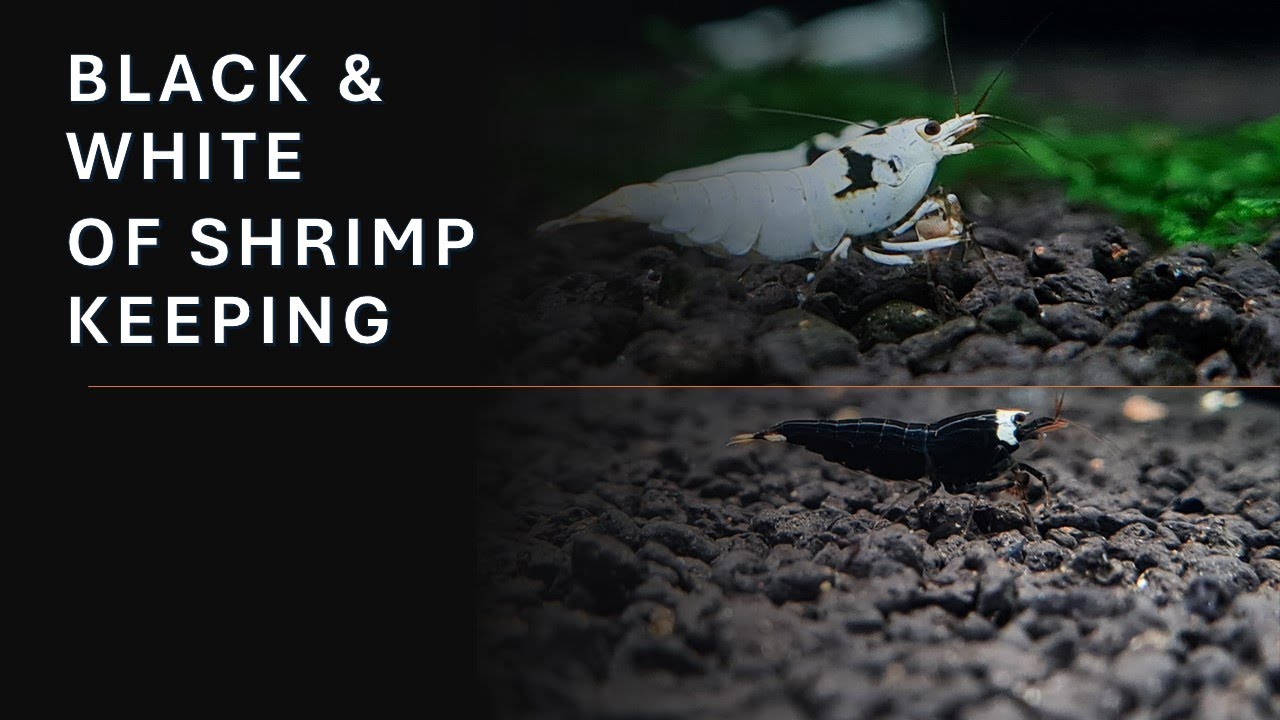 Unlocking the Secrets The Enigmatic Beauty of Black and White Shrimp