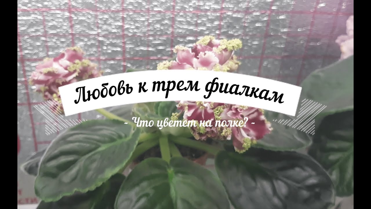 Что цветет на полке? Влияние пересвета