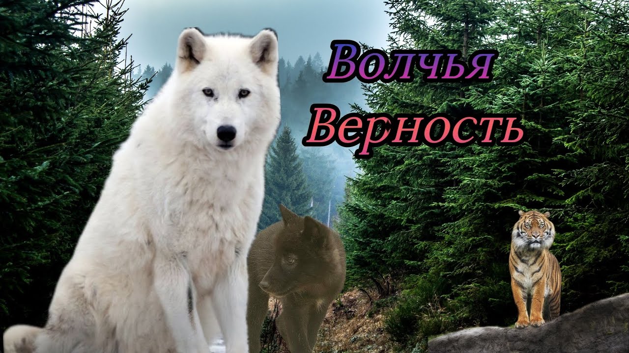 Волчья Верность - 2 серия (шляйх сериал)