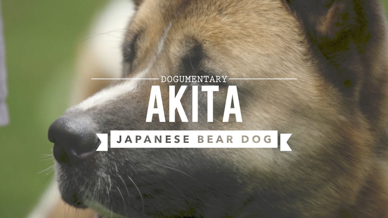 AKITA THE JAPANESE BEAR DOG
