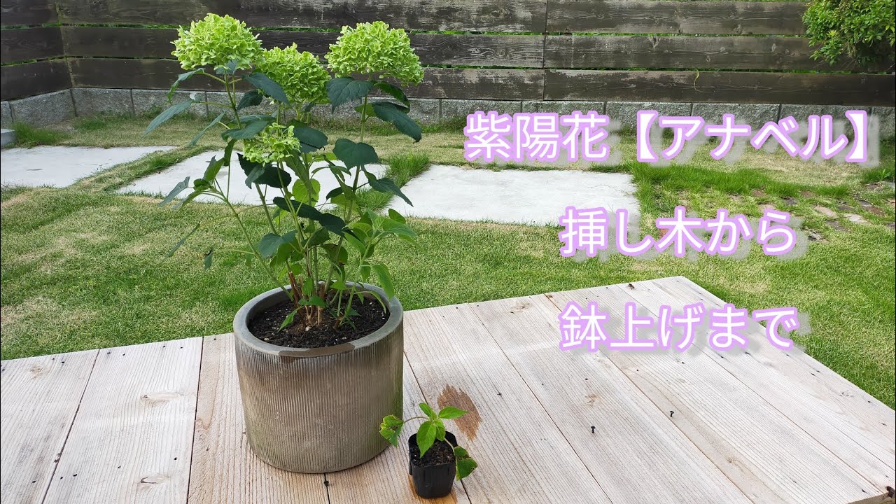 【挿し木】アナベル　初心者の挿し木から鉢上げまで　