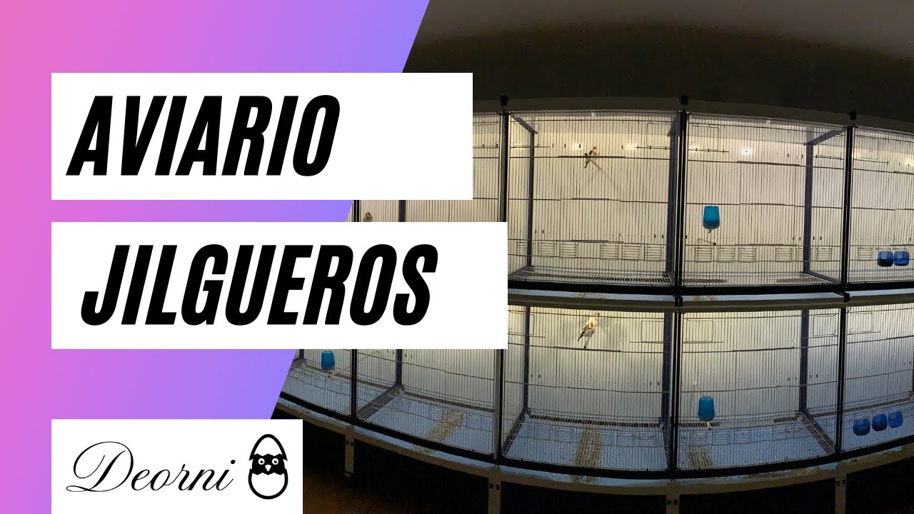 TE ENSEÑO EL AVIARIO DE JILGUEROS VALENCIA Y CONCEPTOS BÁSICOS DE COMO LOS CRIAMOS EN CAUTIVIDAD