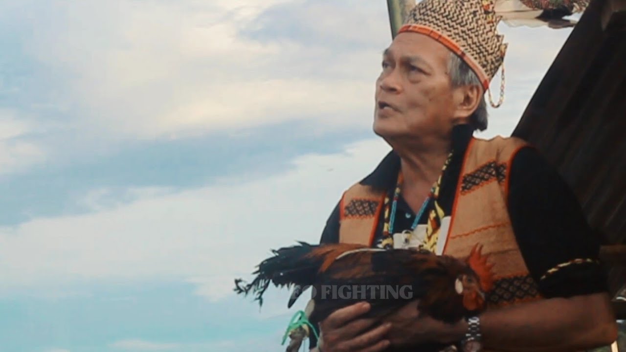 Mr.Thomas Tegong Laka sampi ngangau ke orang panggau di atas bukit,  sampi iban