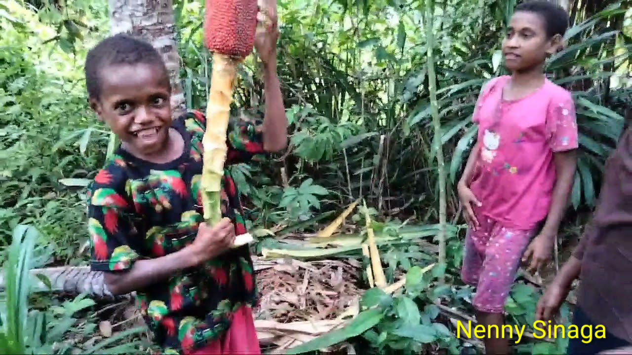 Ternyata Begini Pohon Buah Merah Papua Yang Terkenal Dengan Khasiatnya itu||Dalam Bahasa AWEE 