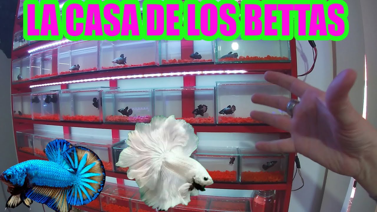 La casa de los bettas   EXPERIENCIA ACUÁTICA 2022 Mario Blogs
