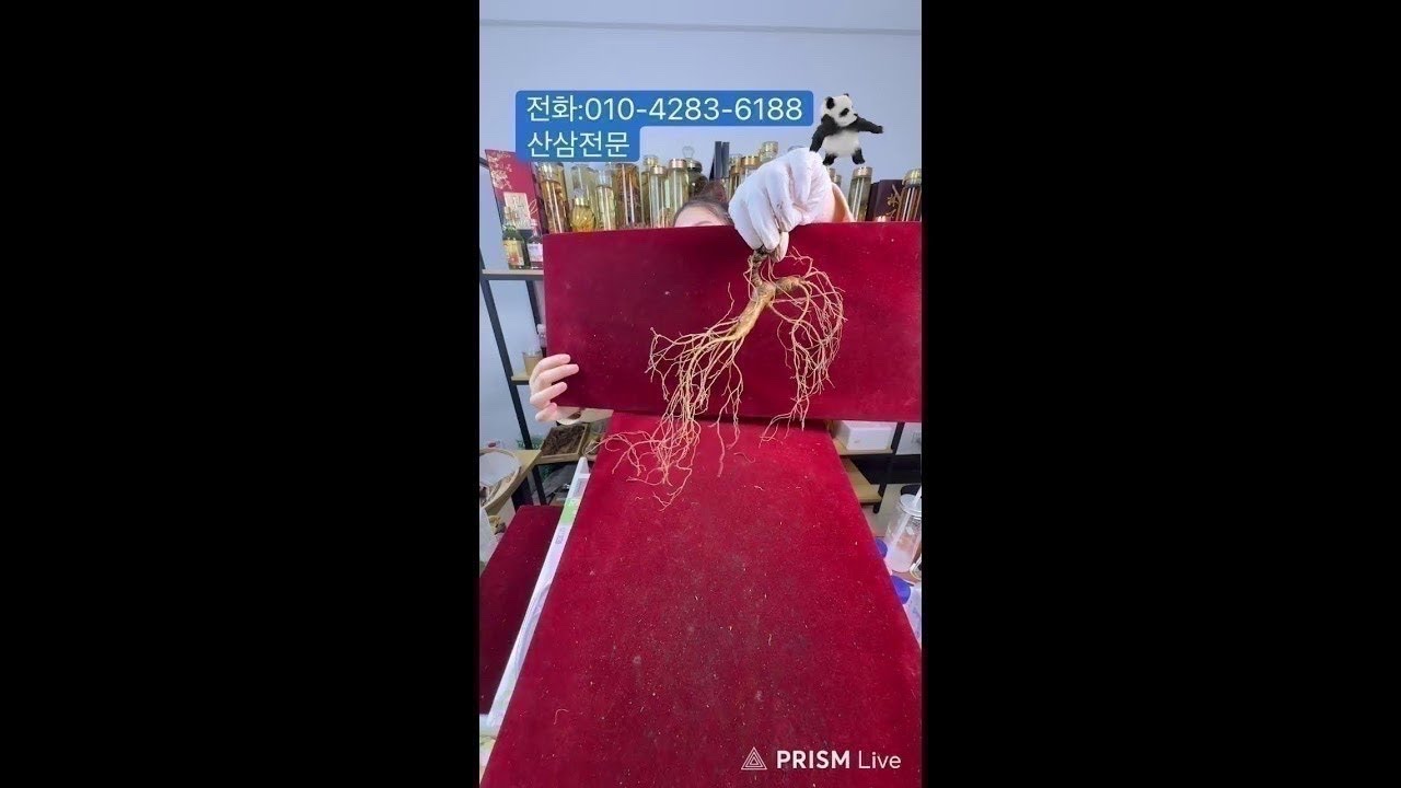 중국희귀약초중국희귀약초 #백두산 #산삼#산양삼#산양산삼#임하삼#방치삼#장뇌삼#임하산삼#목청#석청#뽕상황버섯#송이버섯#송이#특산품#건강 라이브 방송 시작합니다