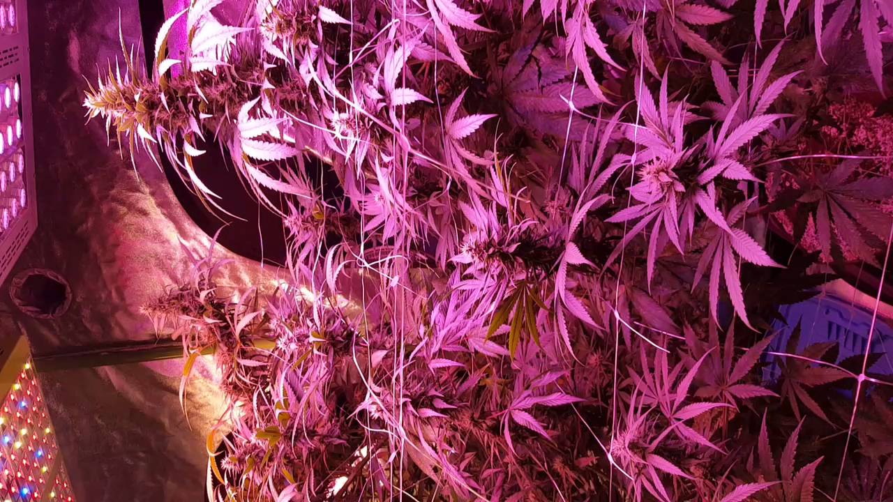 Fourth week flower Mars hydro  led growing