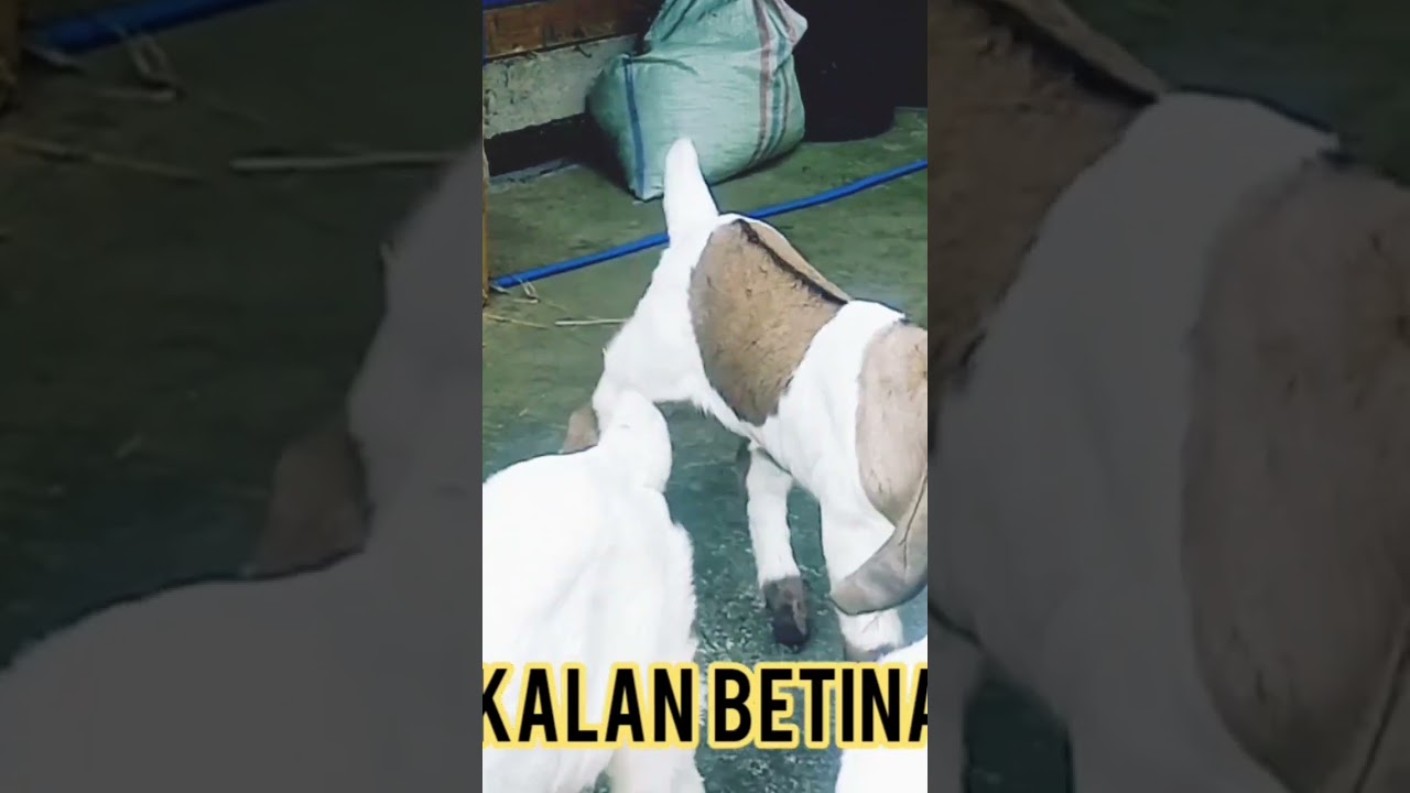 bakalan betina