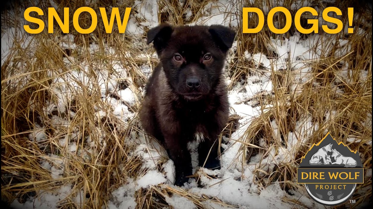 How do dogs stay warm outside in the winter?