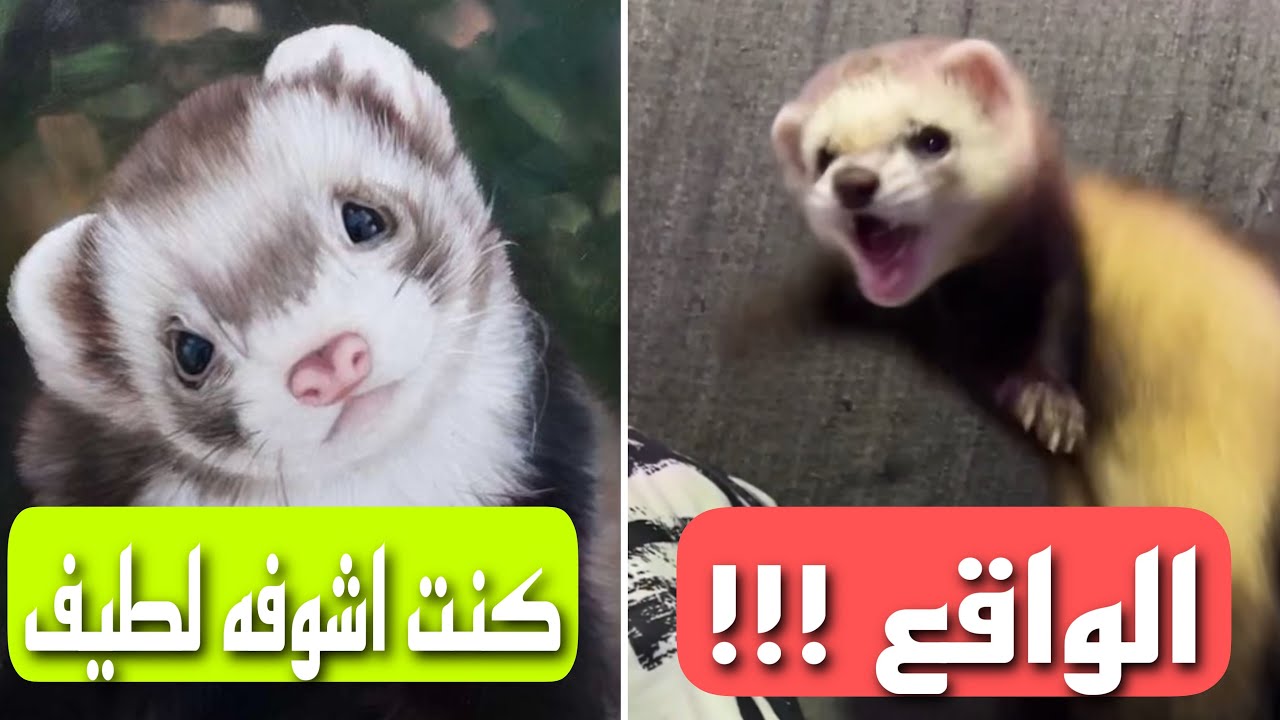 الفيريت (ابن مقرض) هجم علي بأول يوم خذيته😨!!