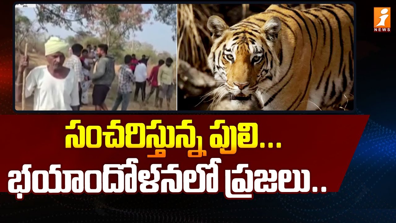 సంచరిస్తున్న పులి... భయాందోళనలో ప్రజలు.. | Tiger Hulchul In Yadadri Bhuvanagiri Dist | iNews