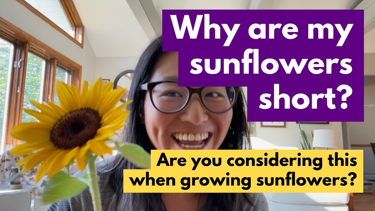 Why are my sunflowers short? Are you considering this when planting sunflowers?