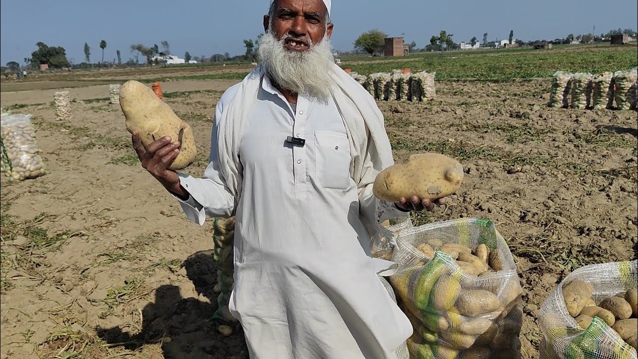 सैंटाना(  Santana) आलू की नई वैरायटी 1.5 kg  तक का आलू। Potato Crop farming #santana_new_potato_seed