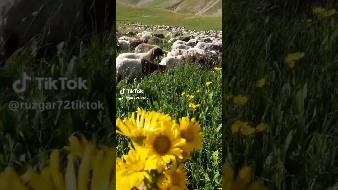 Plateau Life 🌷🌿🐑🏔Yayla Yaşamı