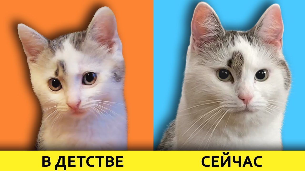 КАК РОСЛИ НАШИ ЖИВОТНЫЕ! Маленький КОТЕНОК Малыш, КОШЕЧКА МУРКА и КРОЛЯ БАФФИ! Смешные коты
