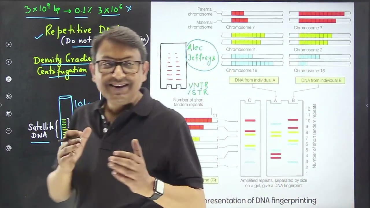 Schematic representation of DNA fingerprinting