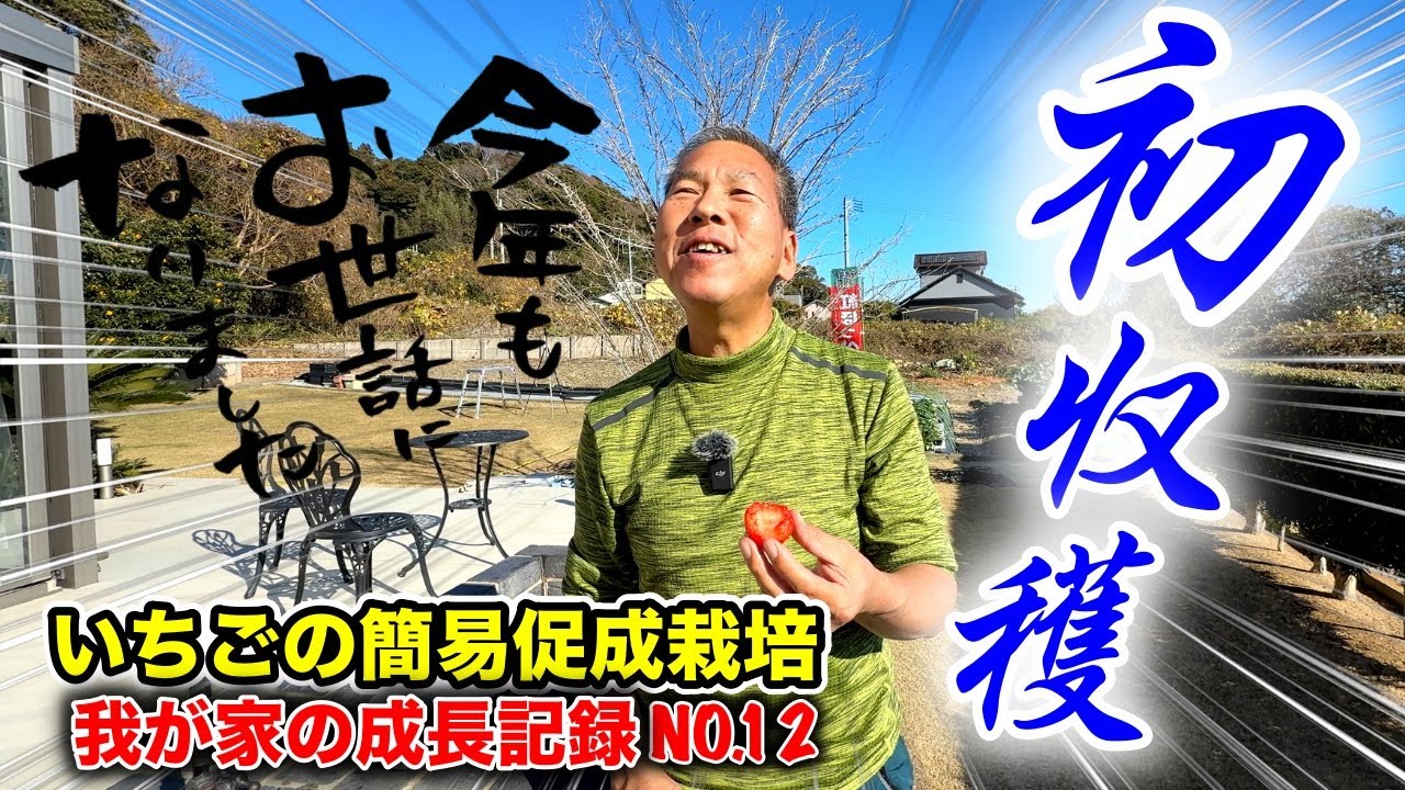 第12回今年最後にして初収穫です。今年もお世話になりました。〜イチゴの簡易促成栽培、我が家の成長記録動画シリーズ〜