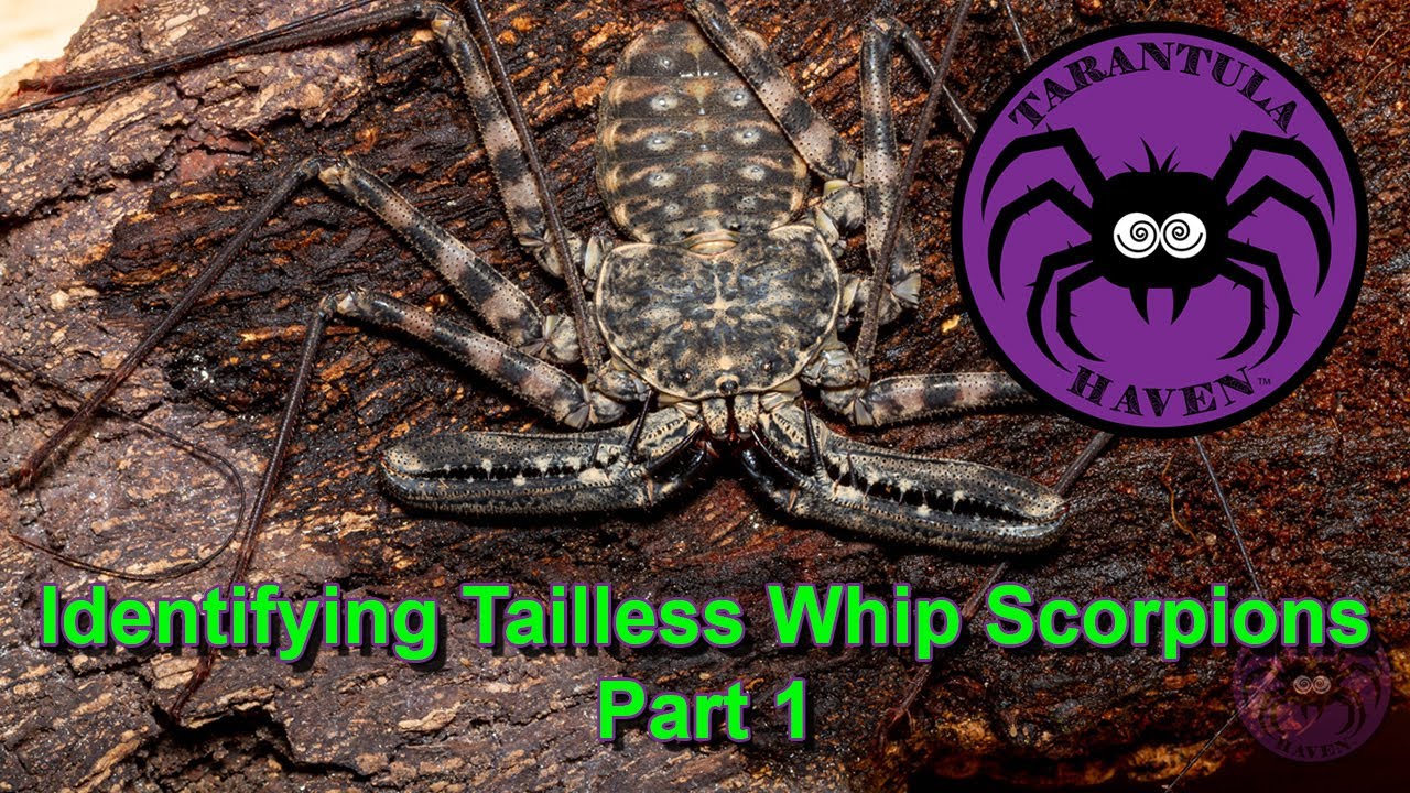 Identifying Tailless Whip Scorpions Part 1