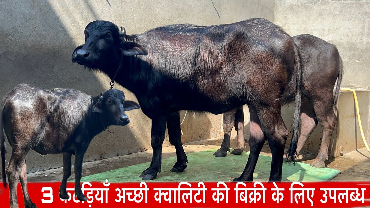 3 कटड़ियाँ अच्छी क्वालिटी की बिक्री के लिए उपलब्ध अच्छी दूध रिकॉर्ड वाली भैसौ की एक से बड़के एक hldb