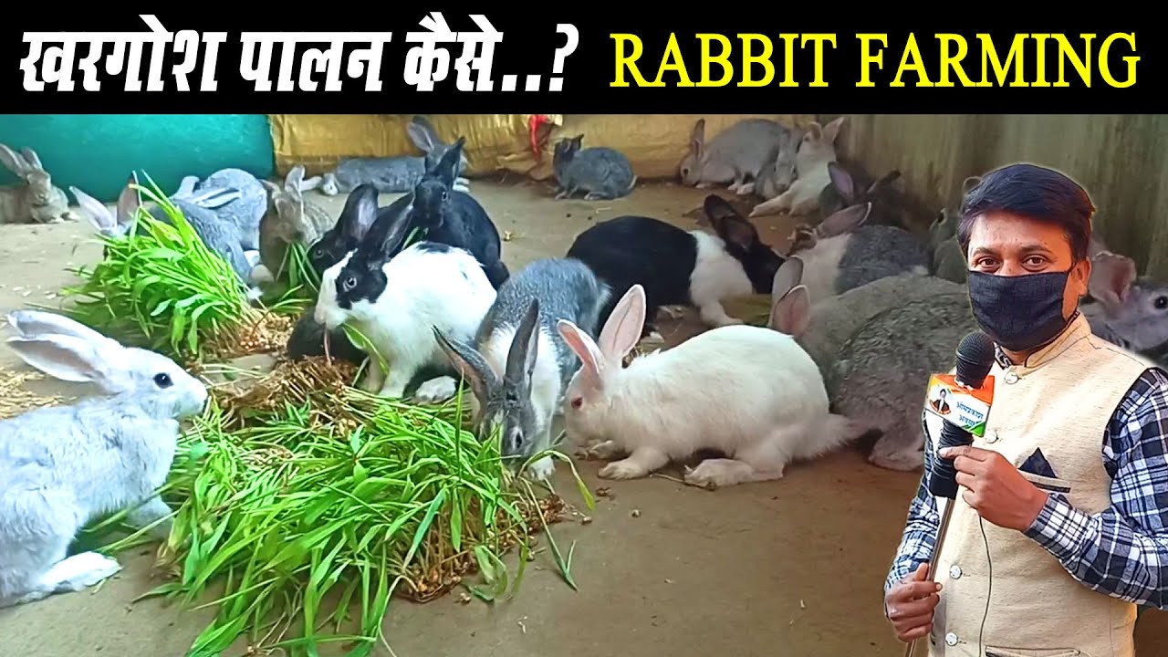RABBIT FARMING।। खरगोश पालन कैसे?।। khargosh palan kaise?।Rabbit Harvest। How to start Rabbite farm