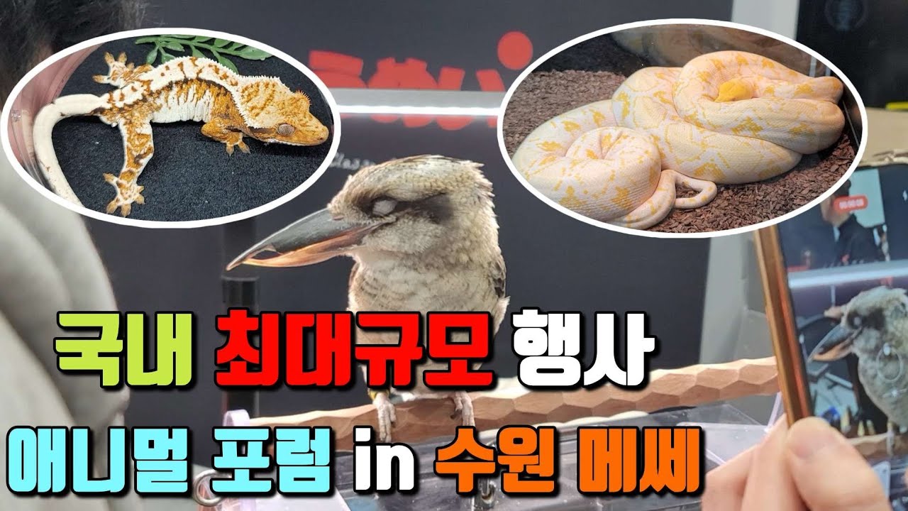 최대규모 국내 파충류행사,이번에도 초대형 뱀을 데려오셨네요!(애니멀포럼)