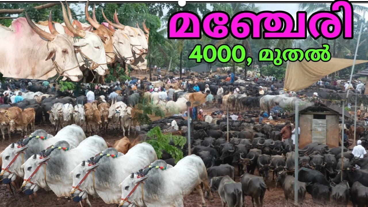 മഞ്ചേരി കന്നുകാലി ചന്ത (മഞ്ചേരി ഫാം.9847294330)Manjeri Cattle Market