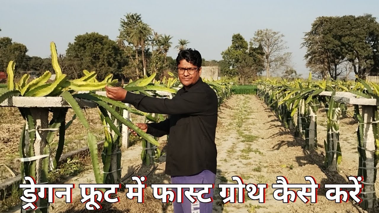 ड्रेगन फ्रूट में फास्ट ग्रोथ कैसे करें । 