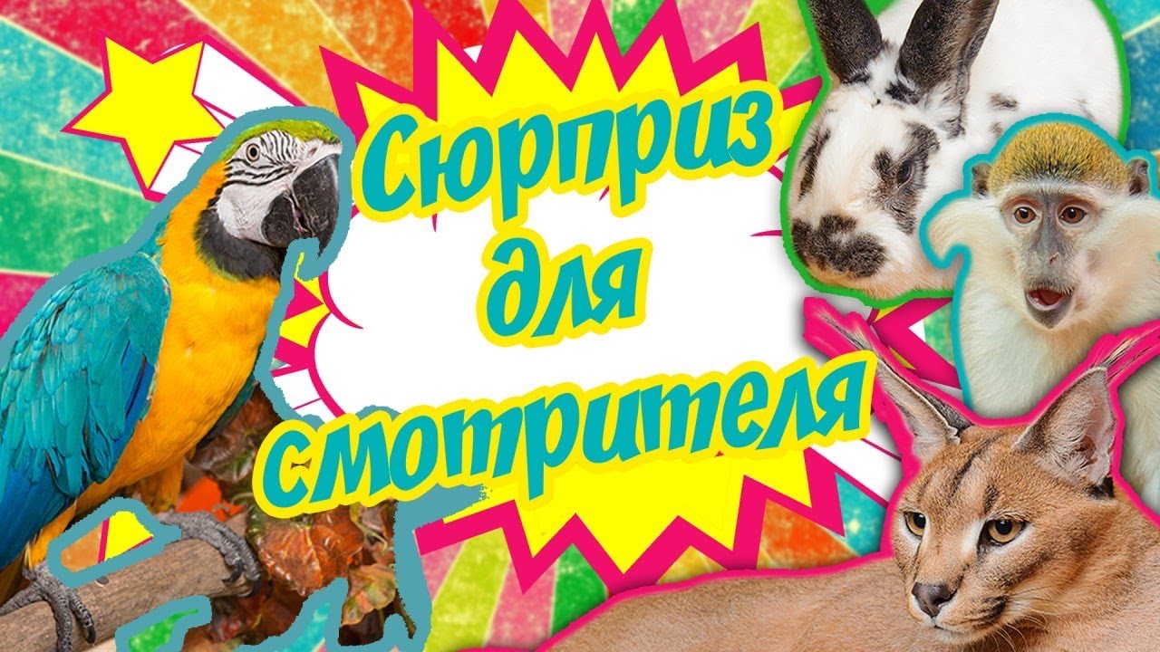 Сюрприз для смотрителя!Тайная жизнь животных 