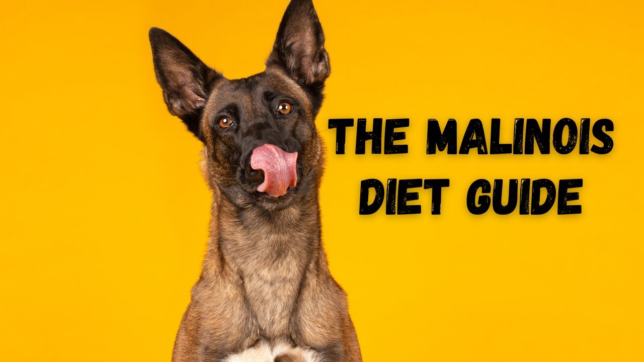 Nutrition and Diet Tips for a Healthy Belgian Malinois