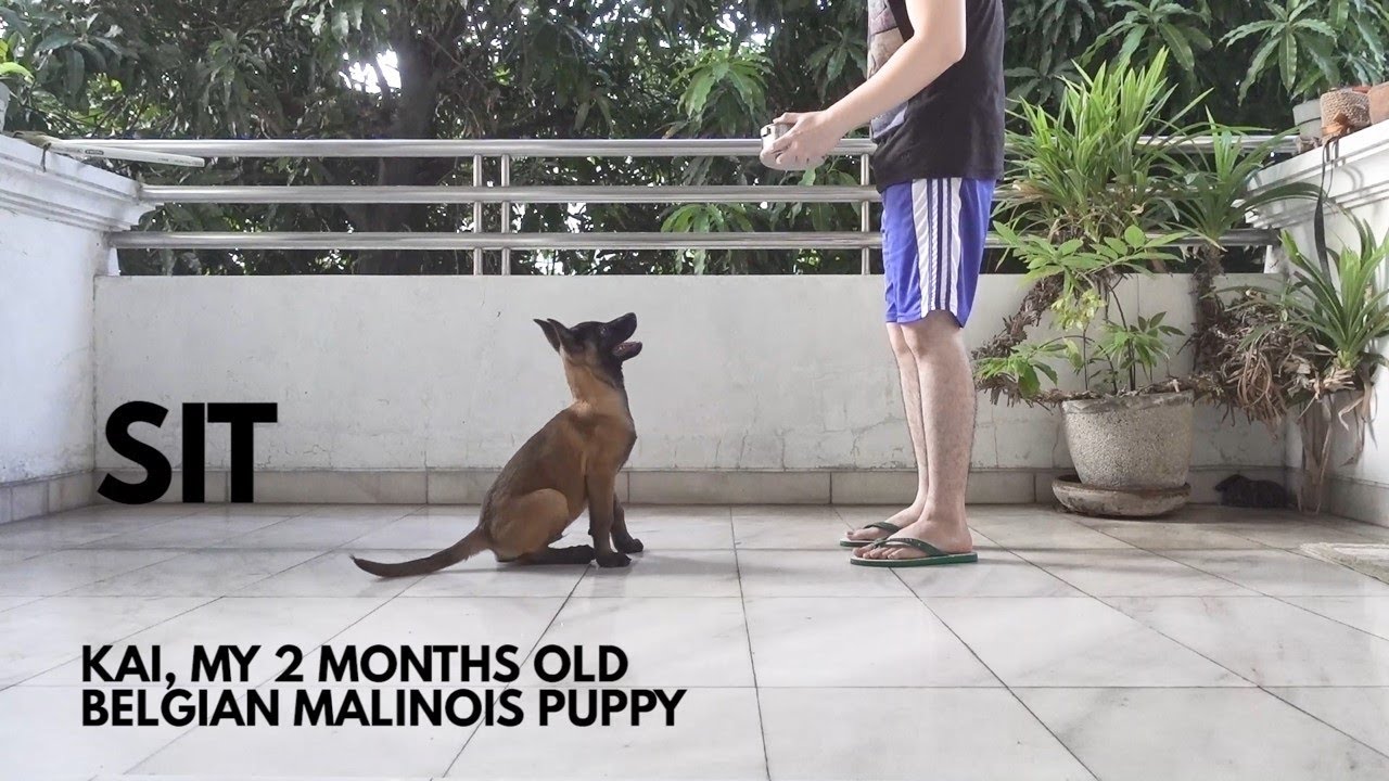 Belgian Malinois Puppy Training | Basic Obedience/ Basic Commands Part 1