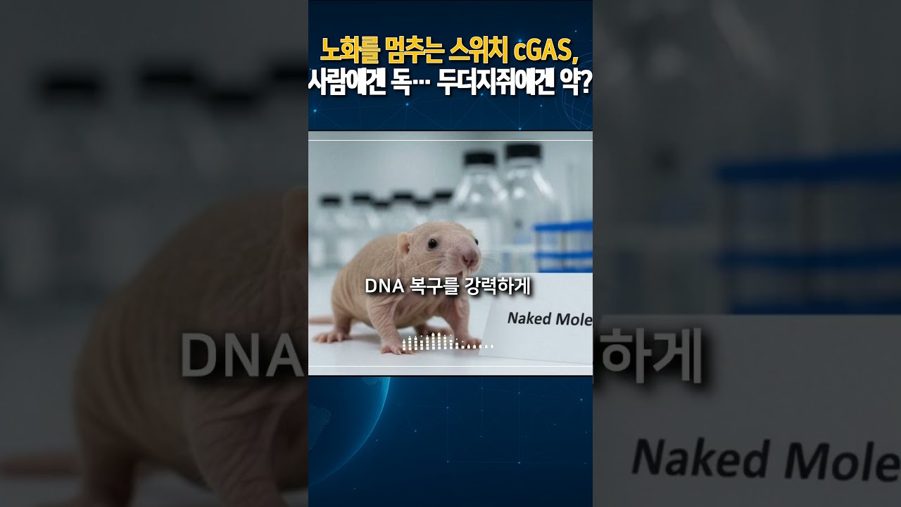 노화를 멈추는 스위치 cGAS, 사람에겐 독&hellip; 두더지쥐에겐 약?
