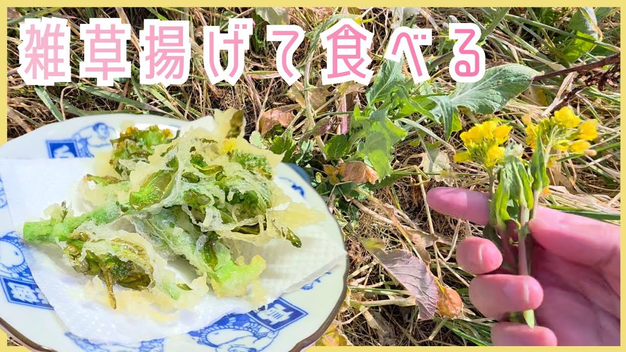 【菜の花】いつもの川が枯れてたので今日も草を採りに行く【サバイバル】