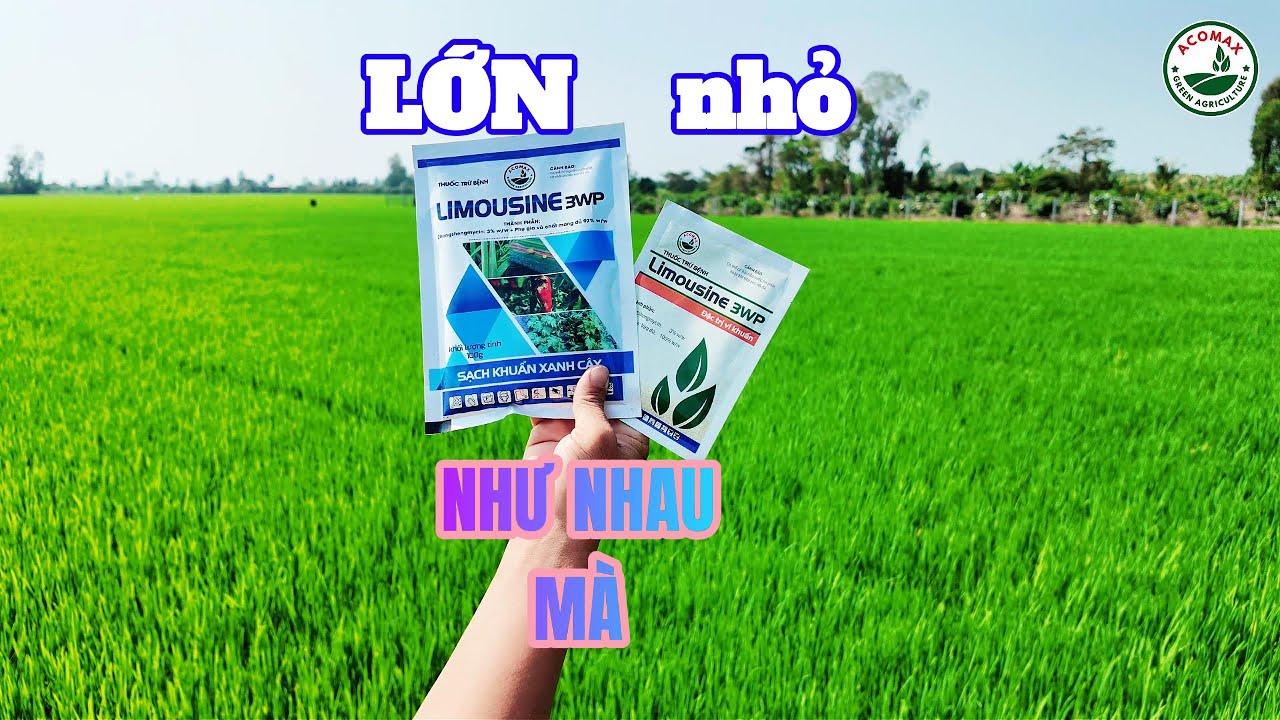Tập 14 Lớn nhỏ như nhau mà! HỎI XOÁY - ĐÁP HAY CÙNG ACOMAX #acomax #funny #giaitri #haihuoc #vuinhon